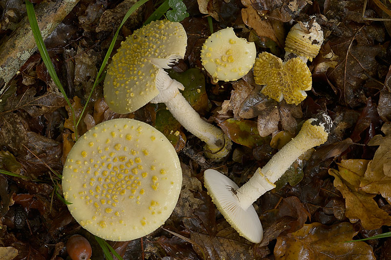 Amanita franchetii